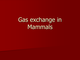 Gas Exchange in Mammals - Miss Jan`s Science Wikispace