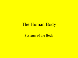 The Human Body - bakerbiologykingdoms