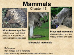 Mammals - GEOCITIES.ws