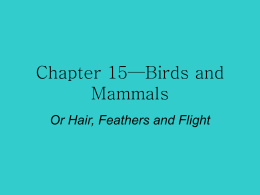 Chapter 15—Birds and Mammals