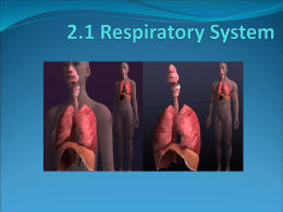 2 1 Respiratory System