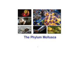7 Mollusc Notes
