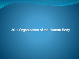30.1 Organization of the Human Body