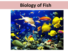 Biology of Fish - Ms Kim`s Biology Class