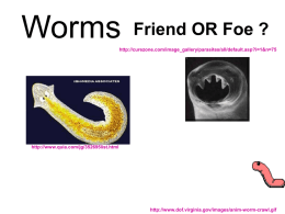 Round worms