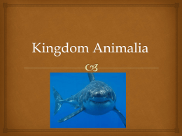 Kingdom Animalia - davis.k12.ut.us