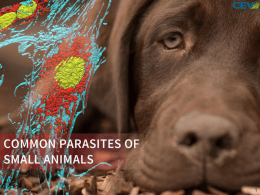 Common Parasites