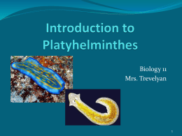 c. flatworms and roundworms