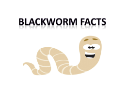 Blackworm fACTS