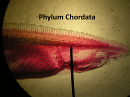 Phylum Chordata - Elgin Local Schools