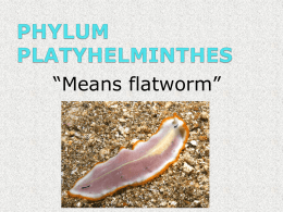 ch.14 platyhelminthes notes powerpoint