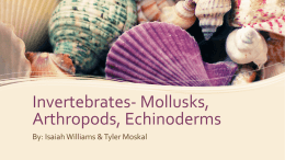 Invertebrates- Mollusks, Arthropods, Echinoderms By: Isaiah