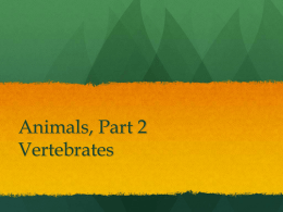 3.5 Animals, Vertebratesx