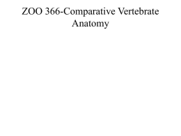 ZOO 366-Comparative Vertebrate Anatomy