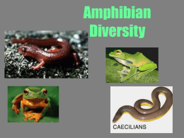 Amphibians PPT