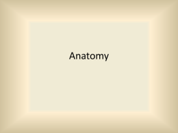 Animal Anatomy File - Northwest ISD Moodle