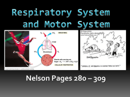 Respiratory System and Motor System