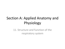 11. Structure and function of the respiratory systemx