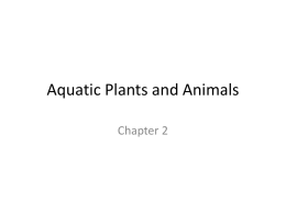 Aquatic Plants and Animals
