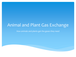 Animal and Plant Gas Exchange