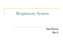 Respiratory System Chapter 24