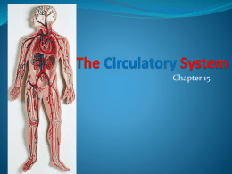 The Circulatory System - ProvidencePanthersSportsMedicine