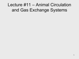 Lecture #11 * Animal Circulation and Gas Exchange Systems