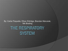 Respiratory Presentationx