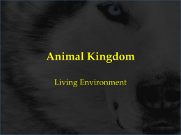 Animal KingdomNewx