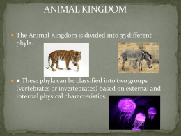 Animal Kingdom slideshowx