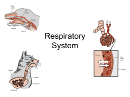 Respiratory System PPT - Killingly Public Schools