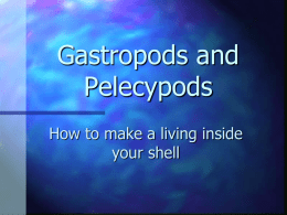 Gastropods and Pelecypods - GMCbiology