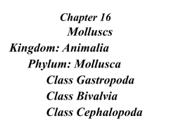 Chapter 16 Mollusks