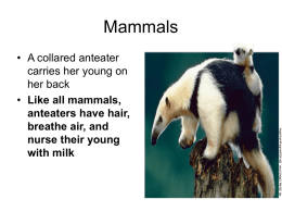 Mammals - cloudfront.net