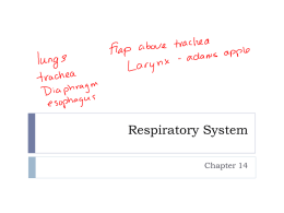 Respiratory System ppt