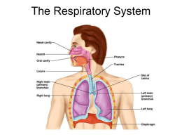 Respiratory Systemx