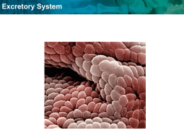 Excretory System ppt