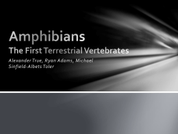 Amphibians The First Terrestrial Vertebrates
