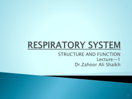 functions of respiratory system
