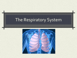 The Respiratory System Notes