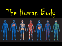 The Human Body - kapabiology.com