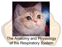 respiratorysystem