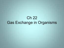 Gas exchange in organisms Powerpoint