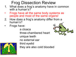 Frog Dissection 101