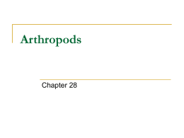 Arthropods - walker2014
