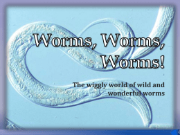 Worms, Worms, Worms! - Cambridge Isanti Schools