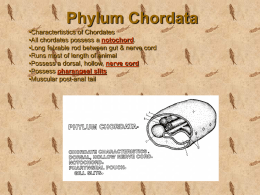 Phylum Chordata - Biology Junction