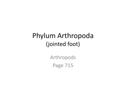phylum_arthropodax