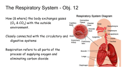 Respiratory System File