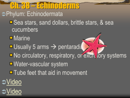 Chapter 38 - echinoderms